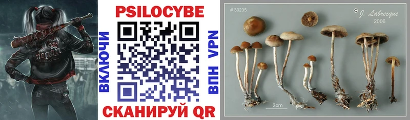 гидра ТОР  Шали  Псилоцибиновые грибы Cubensis 